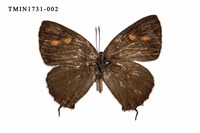 藏品(碧翠灰蝶)的圖片